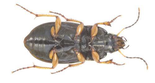 Amara concinna